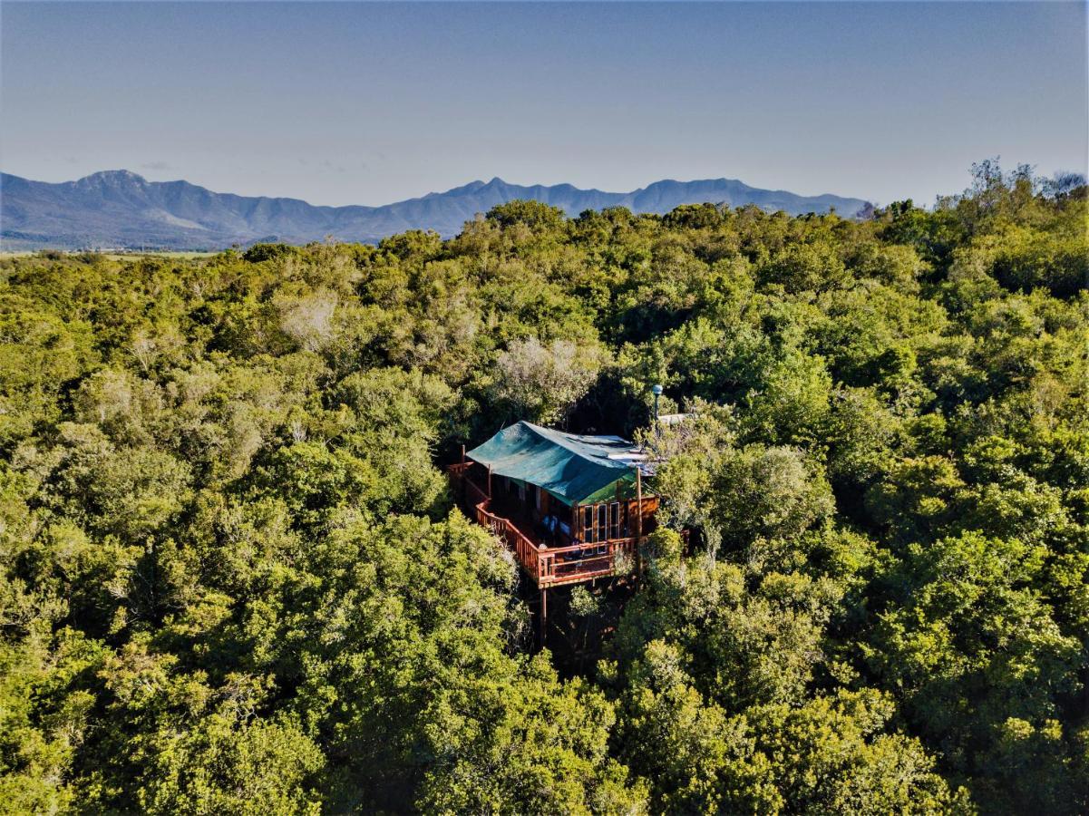 Teniqua Treetops Hotel Karatara Settlement Kültér fotó