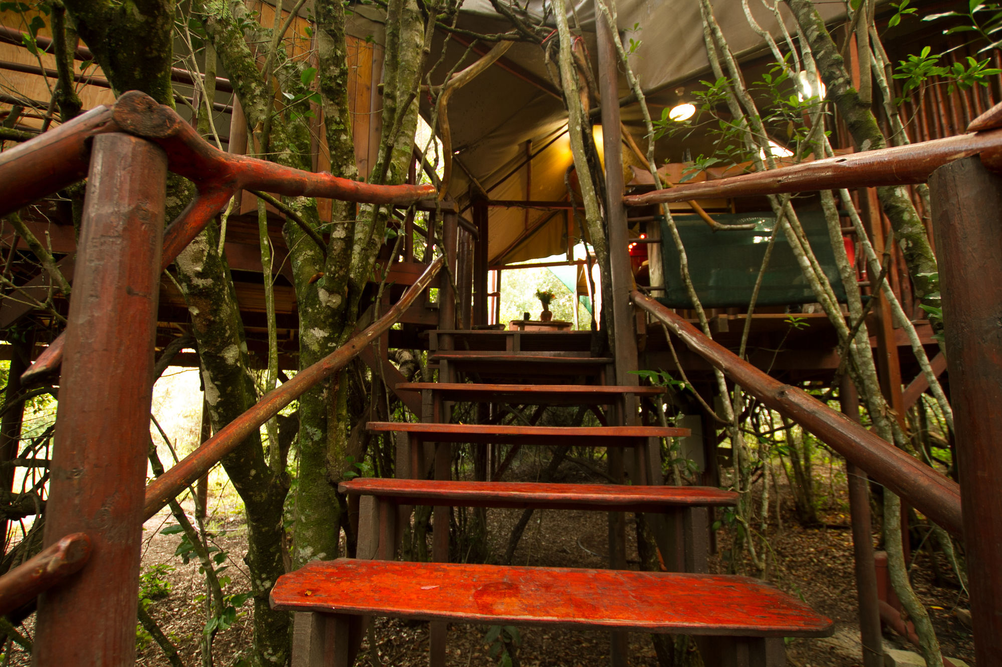 Teniqua Treetops Hotel Karatara Settlement Kültér fotó